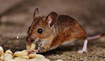 24 Hour & Emergency Exterminators in Ravia, OK